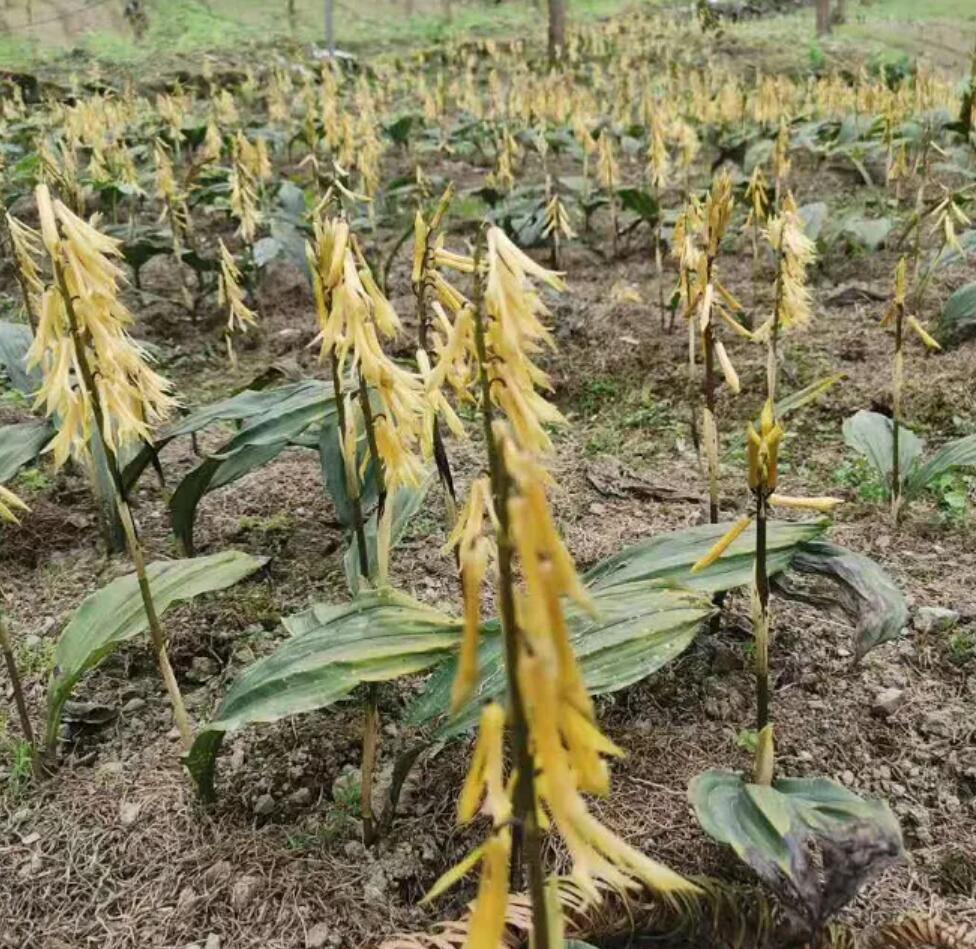 毛慈菇.jpg