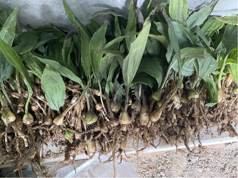 春季中药材种植最佳时节，可以种植的中药材有那些？