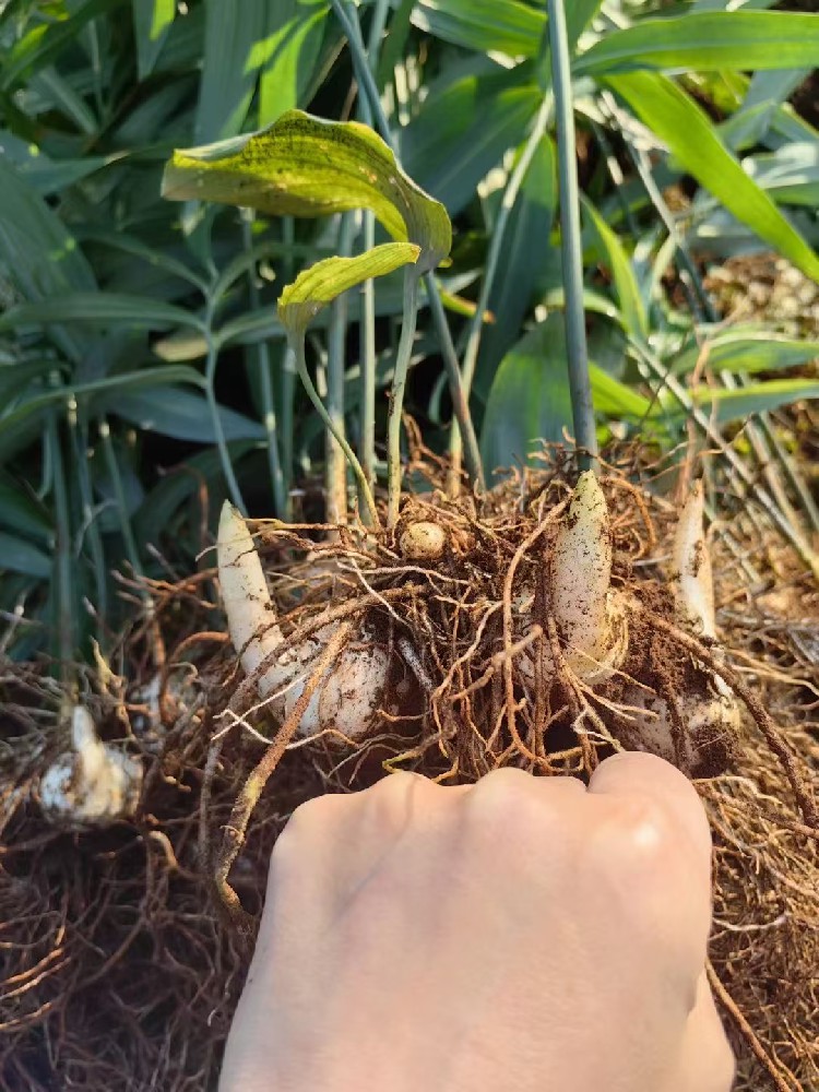 盛夏种药材，财富“暑”于你！让土地“药”劲十足